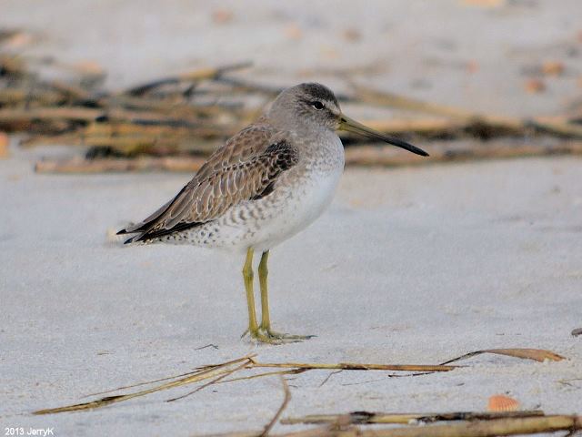 Short-billed Dowitcher