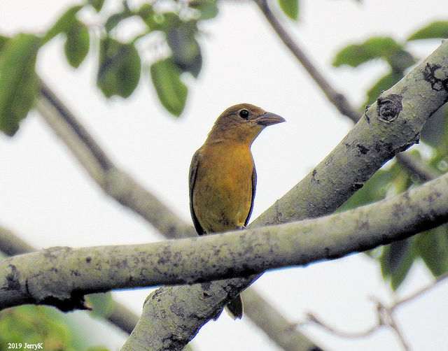 Summer Tanager