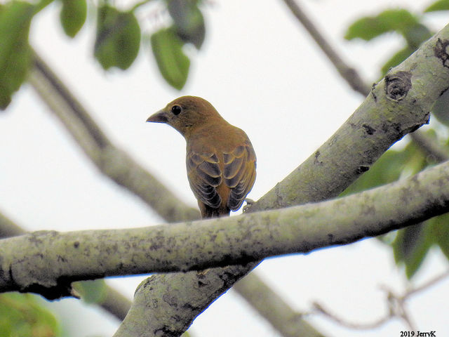 Summer Tanager