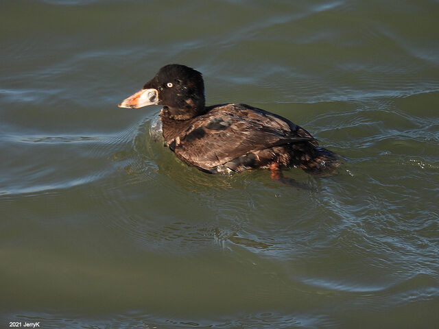 Surf Scoter