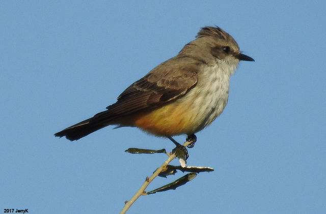 Vermilion Flycatcher