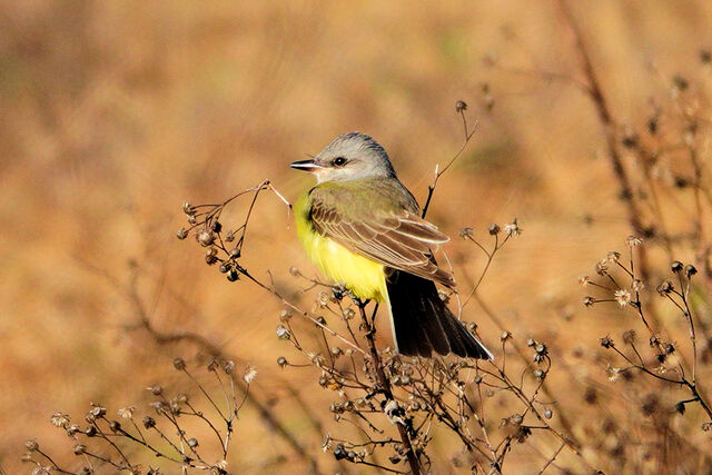 Western Kingbird