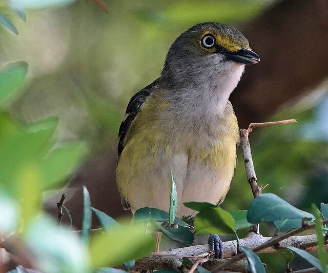 White-eyed Vireo