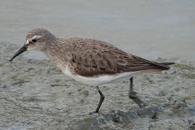 White-rumped Sandpiper