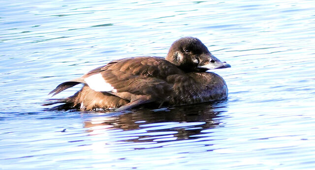 White-winged Scoter