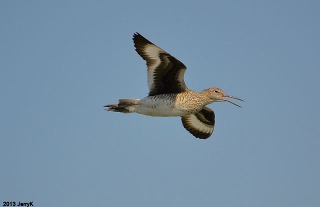 Willet