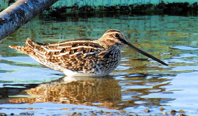 Wilson's Snipe