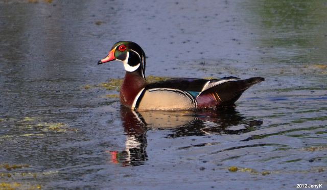 Wood Ducks