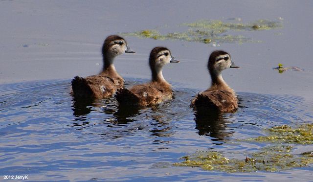 Wood Ducks