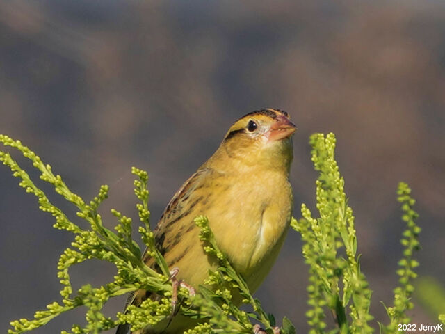 Bobolink