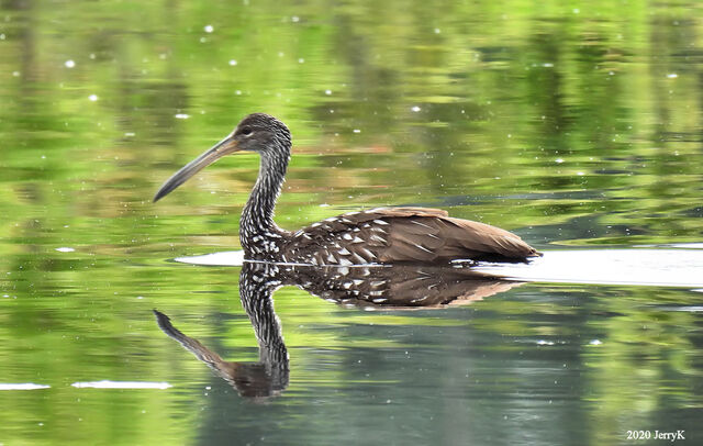 Limpkin