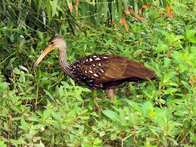 Limpkin