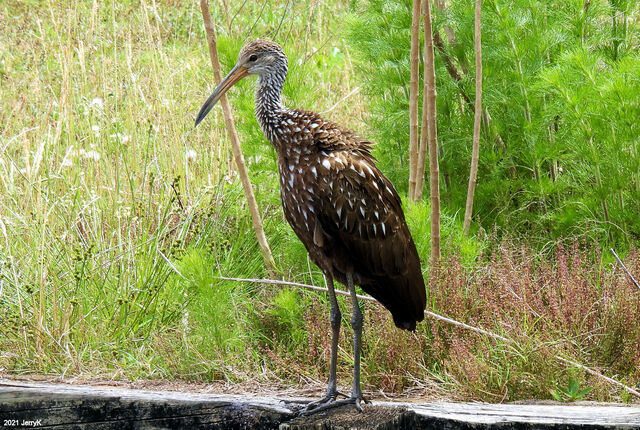 Limpkin