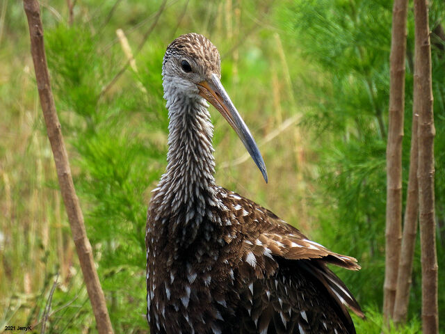 Limpkin