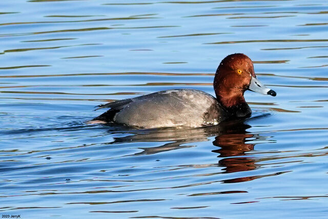 Redhead