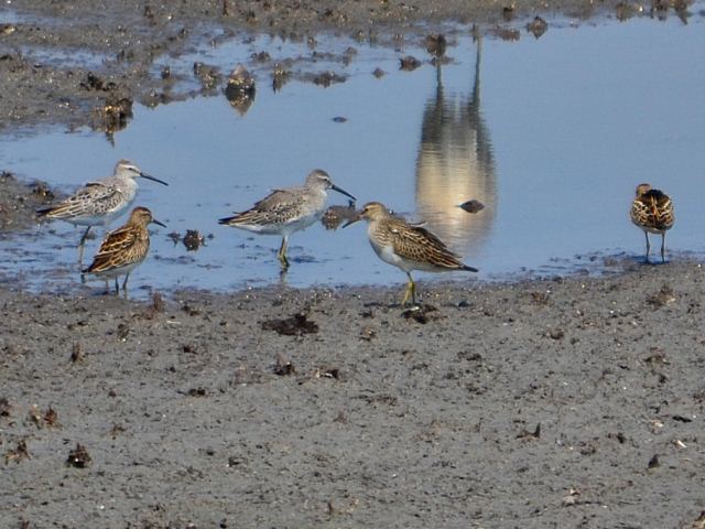 Stilt Sandpipers And Pectoral Sandpipers