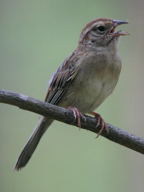 Bachman's Sparrow