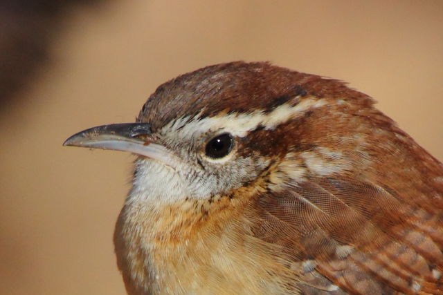 Carolina Wren