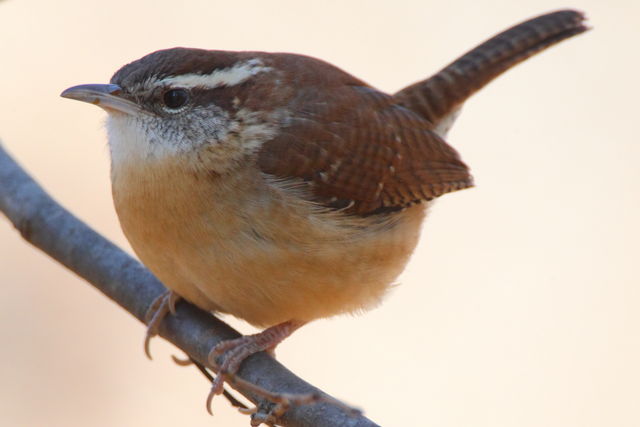 Carolina Wren