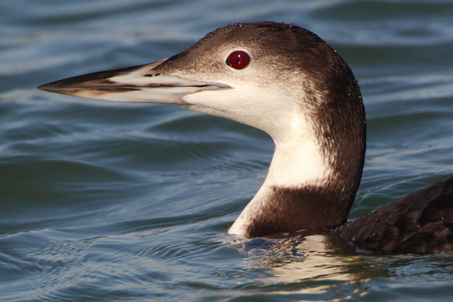 Common Loon