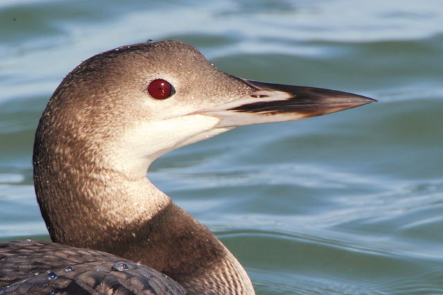 Common Loon