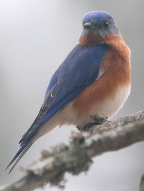 Eastern Bluebird