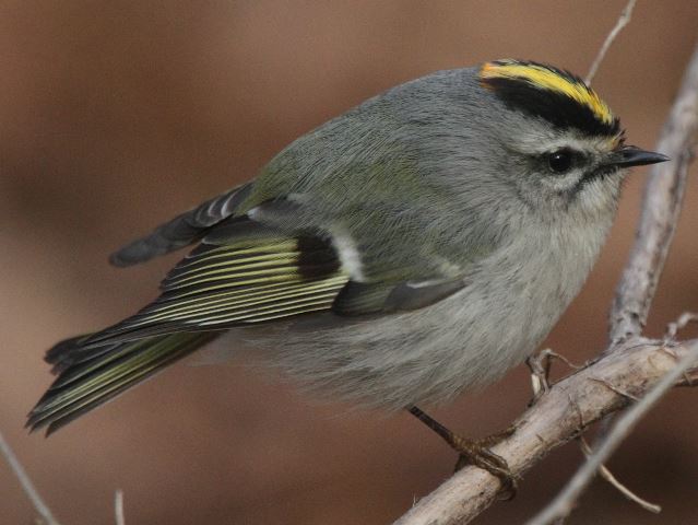 Golden-crowned Kinglet