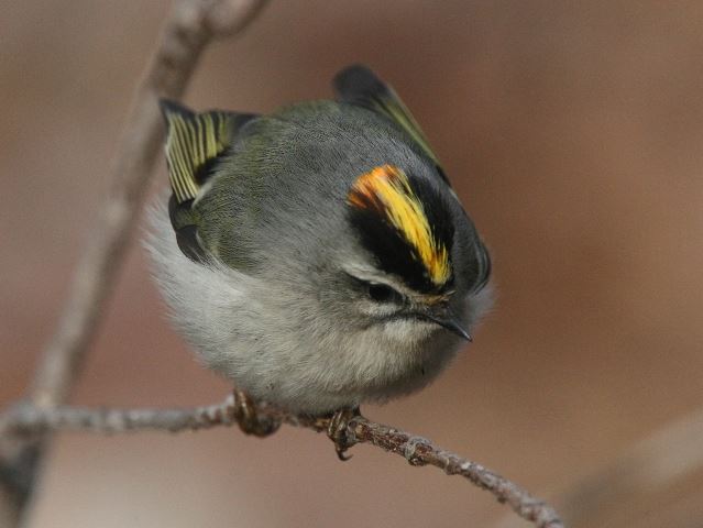 Golden-crowned Kinglet