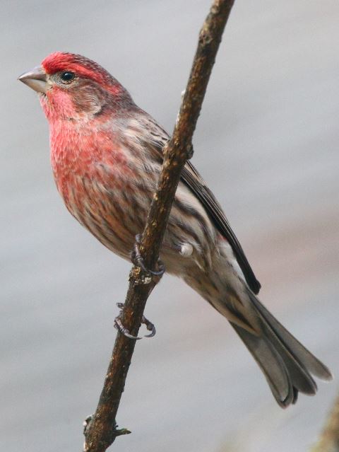 House Finch