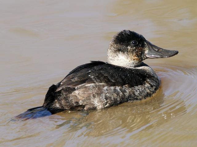 Ruddy Duck