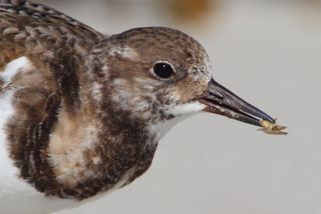 Ruddy Turnstone