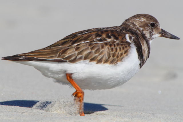 Ruddy Turnstone