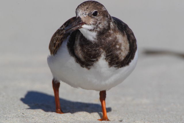 Ruddy Turnstone