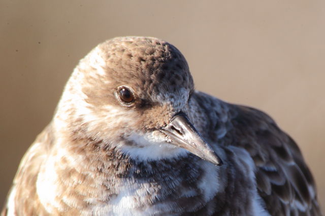 Ruddy Turnstone