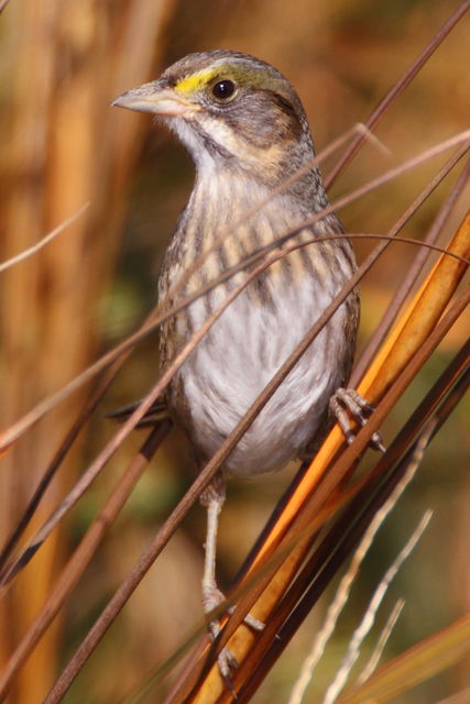 Seaside Sparrow