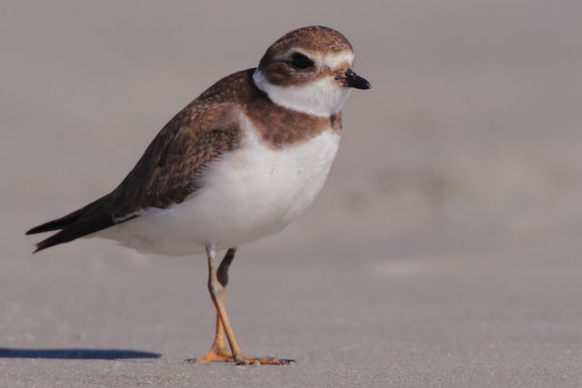 Semipalmated Plover