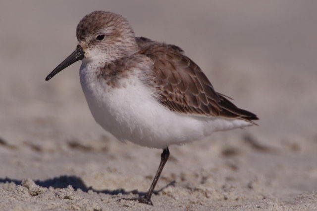 Western Sandpiper