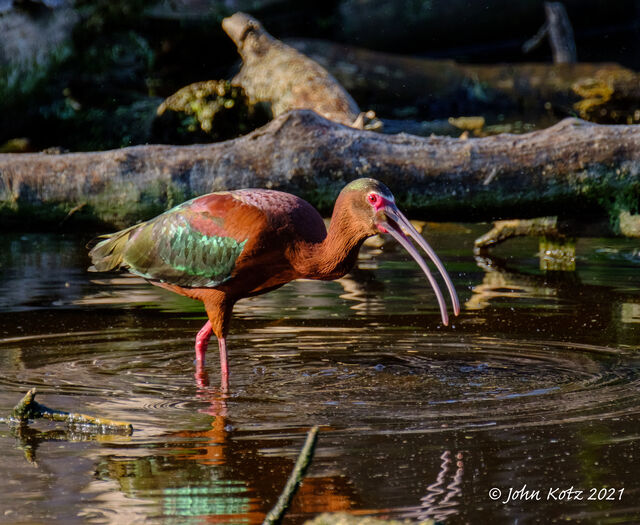 White-faced Ibis