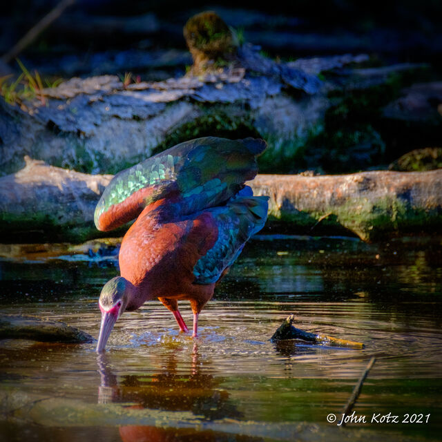 White-faced Ibis