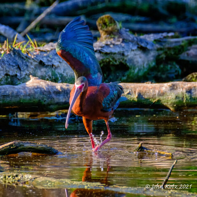 White-faced Ibis