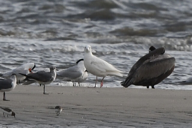 Glaucous Gull