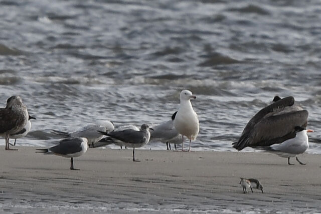 Glaucous Gull