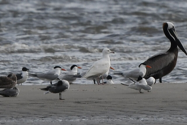 Glaucous Gull