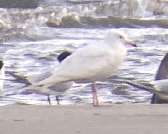 Glaucous Gull