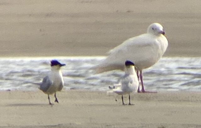 Glaucous Gull