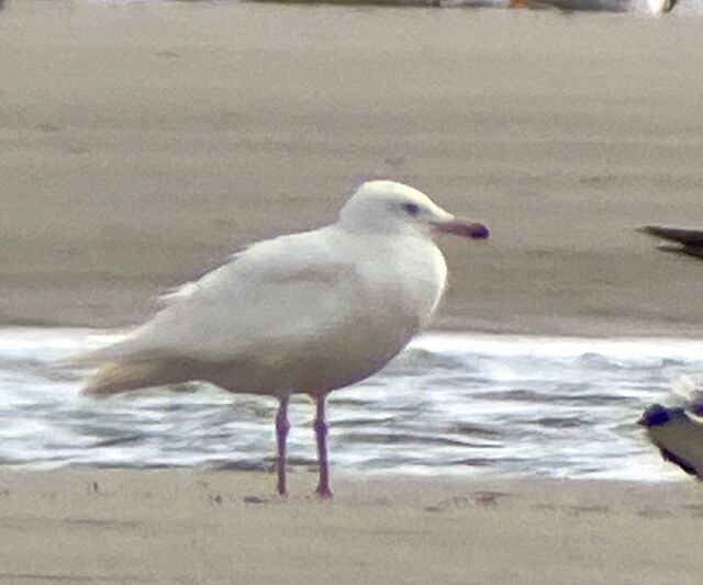 Glaucous Gull