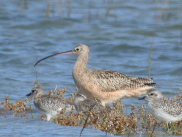 Long-billed Curlew