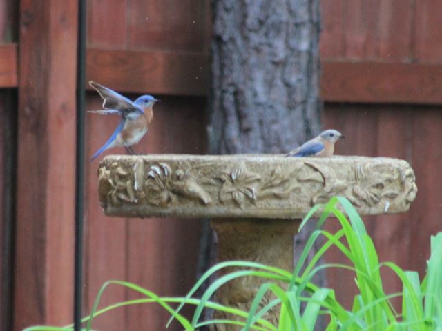 Eastern Bluebirds