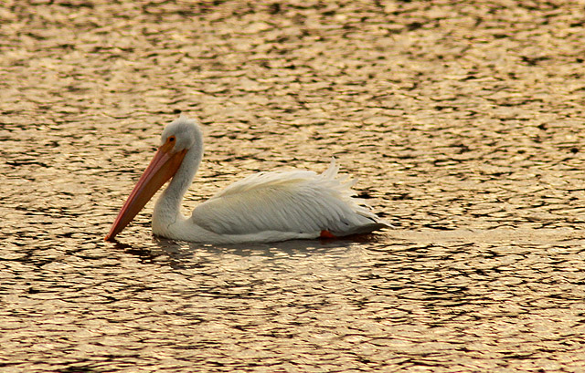 American White Pelican