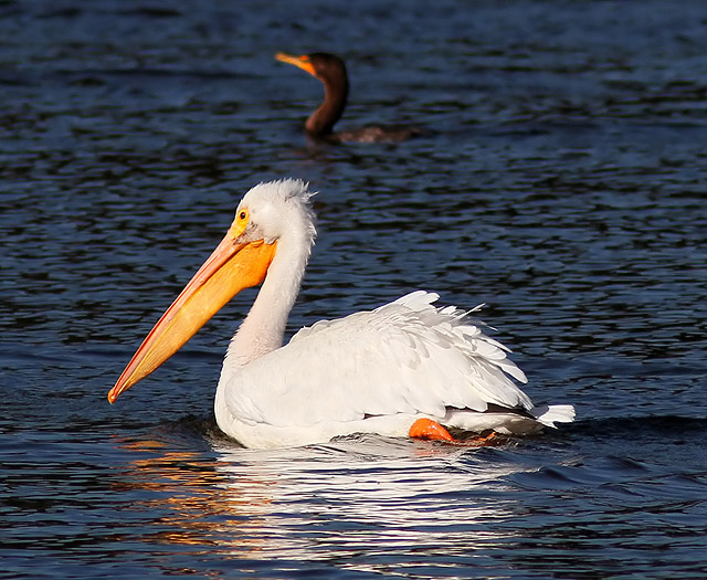 American White Pelican